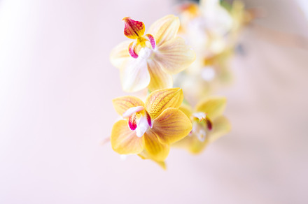 Beautiful yellow orchid flowers