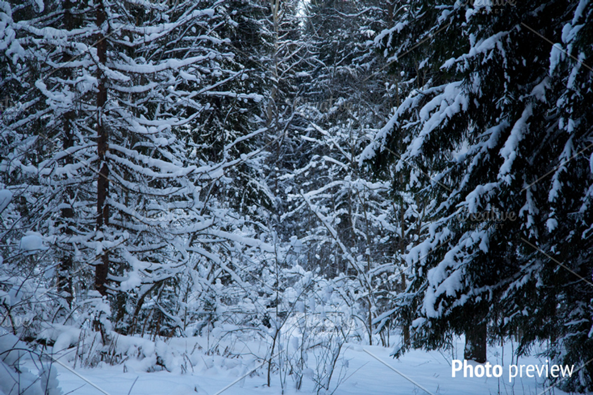 Winter forest landscape, an Illustration by Countryside life (Photo 5 of 7)