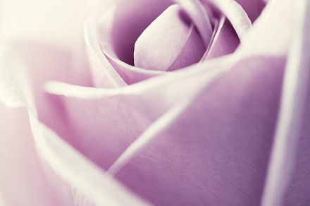 Pink rose stock photo containing abstract and aroma, a Nature Photo by Natalia Klenova's Shop