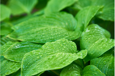 Natural background of green hosta, a Nature Photo by Gladkov photography