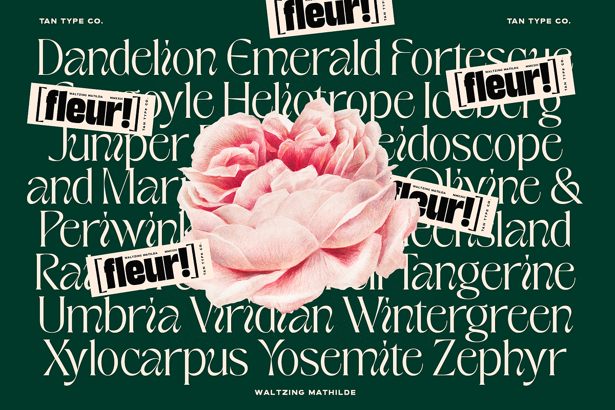 TAN - WALTZING MATHILDE, a Font by TanType (Photo 5 of 10)