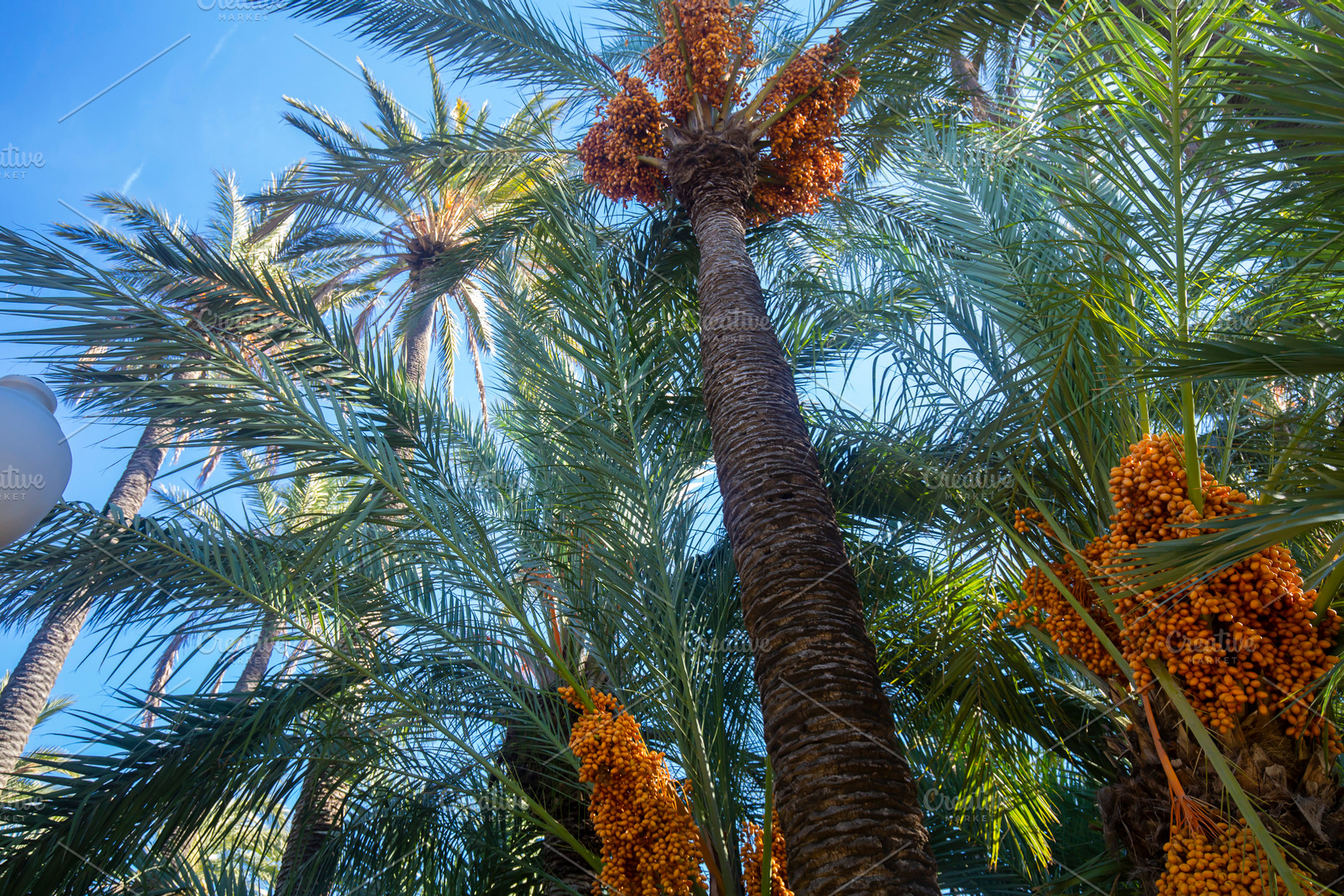 Branches of tropical date palms with, a Nature Photo by Diary of impressions