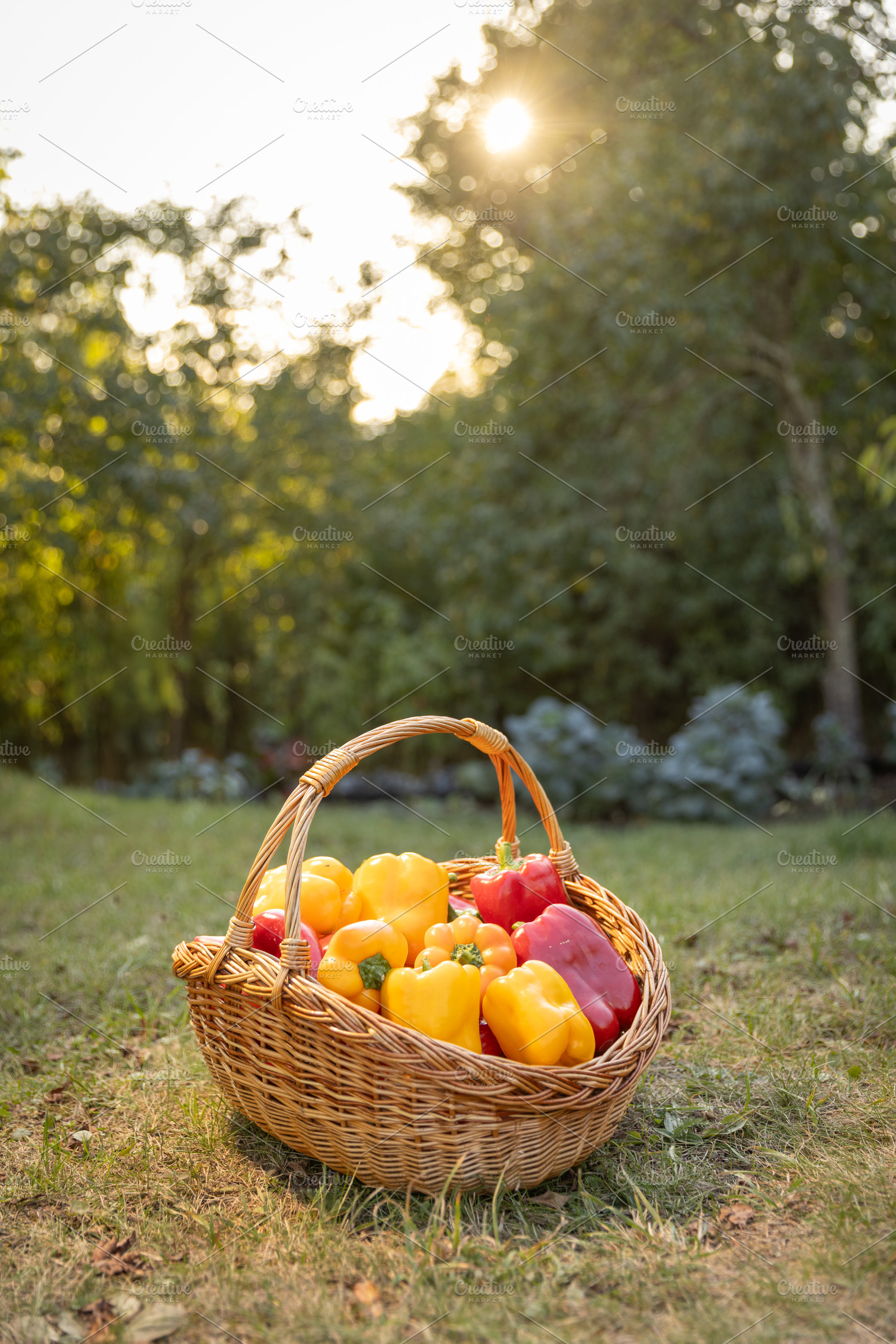 Wicker basket filled peppers, a Photo by Grafvision photography