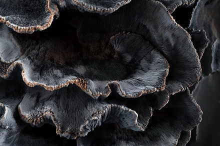 Macro of Fungus on Dark Background, a Nature Photo by Virgo Studio