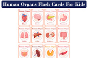 Human Organs Flash Cards, a Card Template by DigitalsDesigns (Thumbnail 1 of 4)