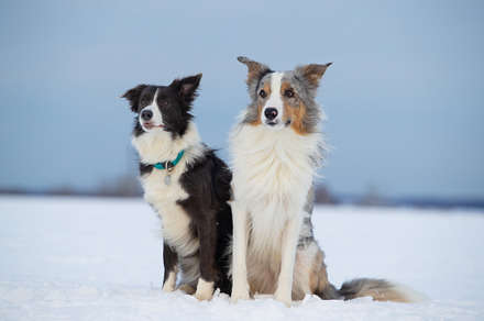 Dog border collie on a walk in winte containing outdoor, animal, and dog, an Animal Photo by oleghz
