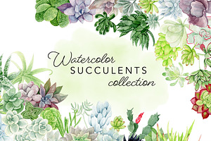 Watercolor Succulent Illustrations