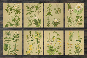 Vintage Field Plants