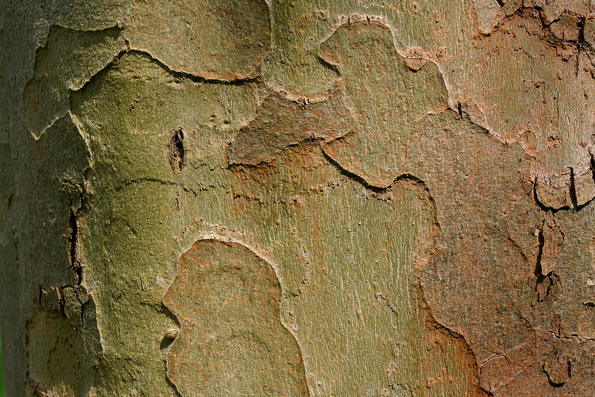 30 Tree Trunk Texture Photos, a Texture Graphic by Bilgep_design (Photo 1 of 16)