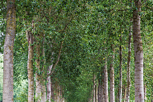 Country road lined by green trees, a Nature Photo by BOOCYS