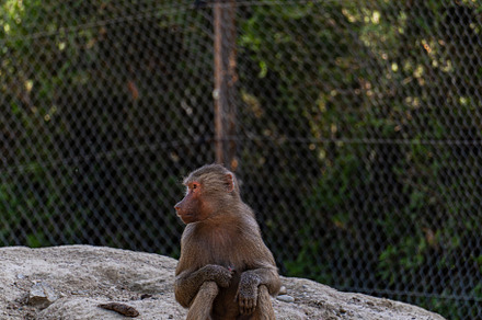 Sad bonnet macaque in the zoo garden