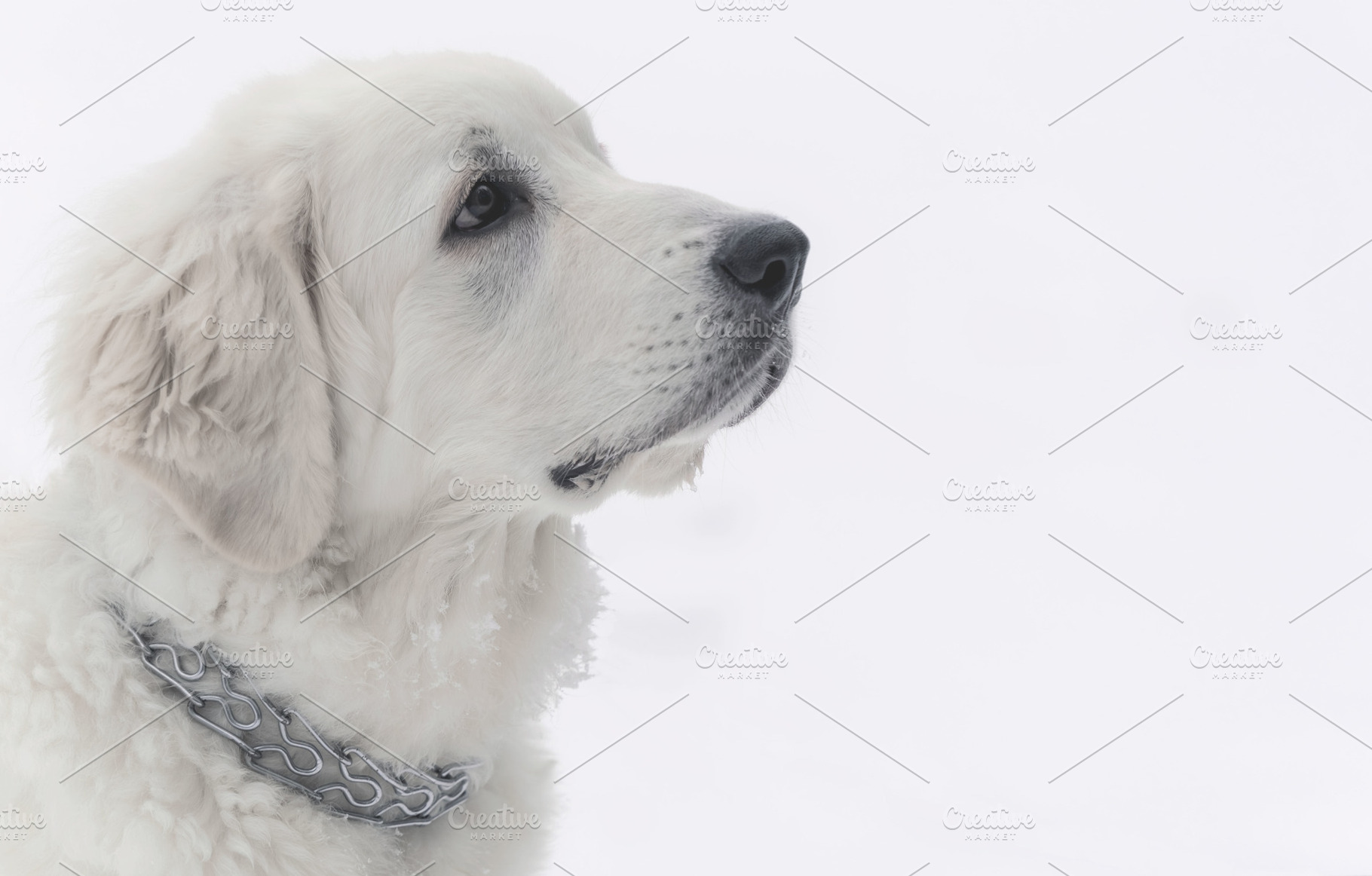 Polish mountain Shepherd puppy, an Animal Photo by J&M Diversity