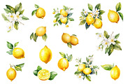 Watercolor Lemons Clipart, an Object Graphic by BonaDesigns (Thumbnail 2 of 2)
