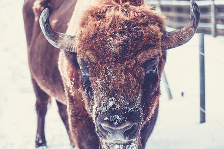 Bull Stock Photo preview 3