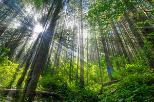 Sunlight filtering through tall coniferous trees in a lush green