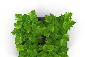 Seedlings Of Parsley