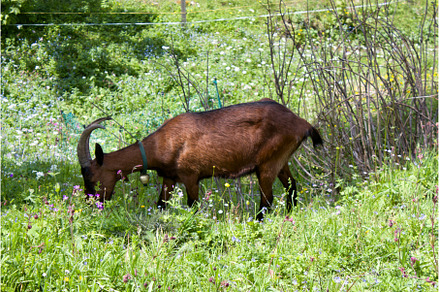 Goat grazing among wildflowers