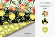 CITRUS FRUITS, an Illustration by Elena_Sedova (Thumbnail 5 of 8)