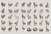Farm Animals Illustrations, an Animal Illustration by Nocturnal Wolf (Thumbnail 8 of 14)