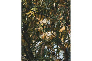 Vertical background of dense willow