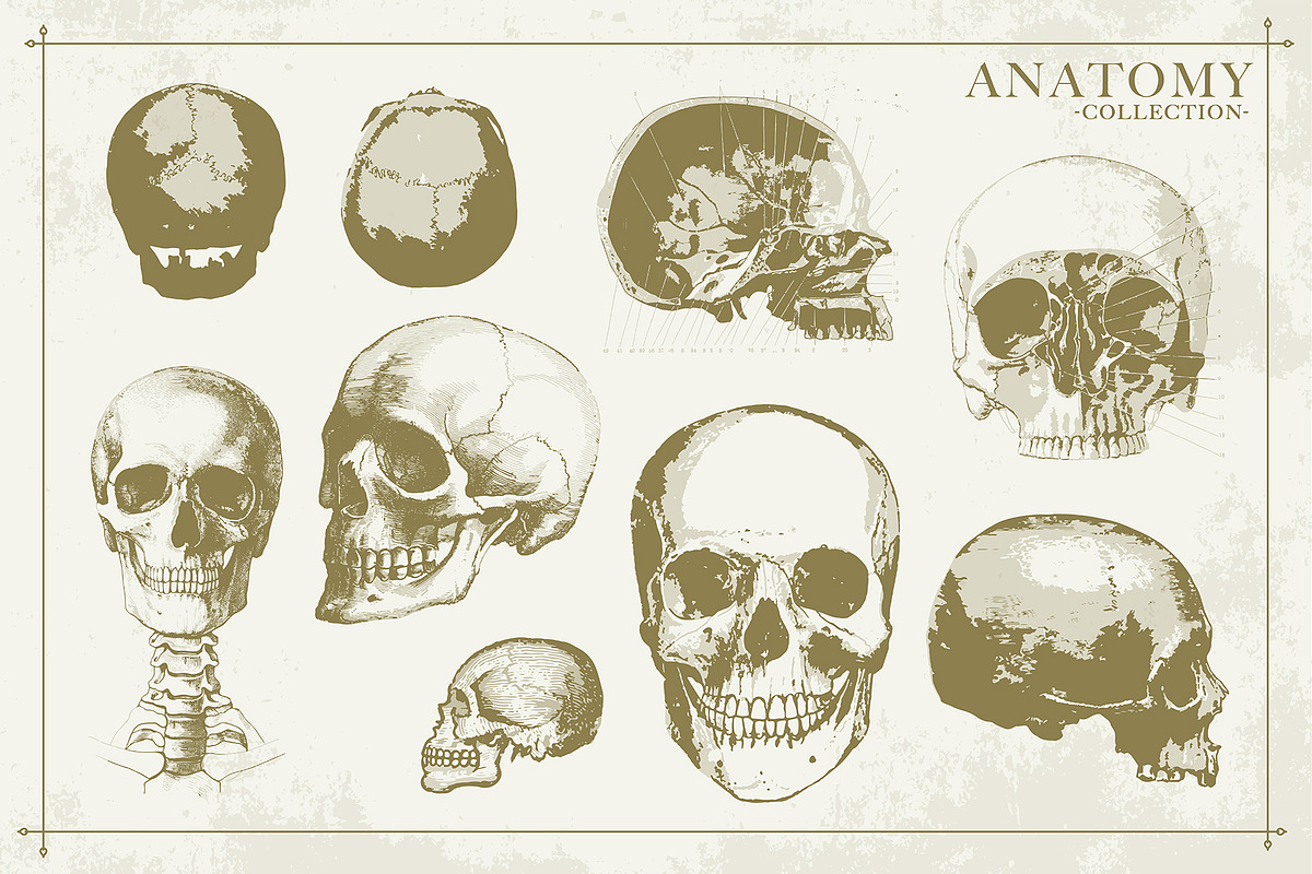 100+ Vintage Anatomy Vectors, a Healthcare Illustration by Shizzle Stock (Photo 20 of 20)