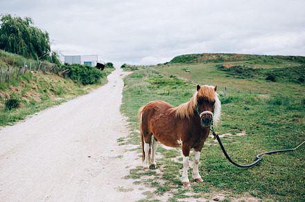 Little pony on a farm, an Animal Photo by DeRepente