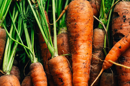 Fresh carrots closeup on a wooden b featuring raw, food, and organic