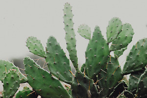 Green cactus with needles stock photo containing green and cactus, a Nature Photo by René Jordaan Photography
