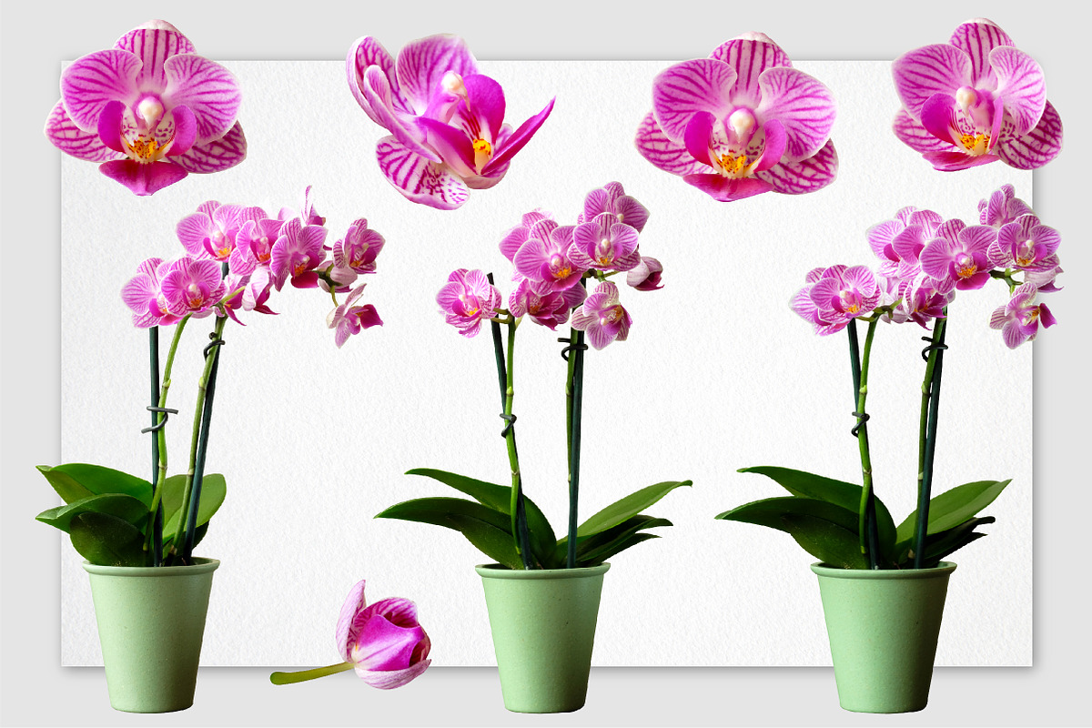 Realistic Orchid Flowers - Isolated, an Object Graphic by Turning Moss (Photo 3 of 6)
