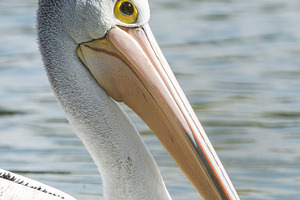 Australian Pelican