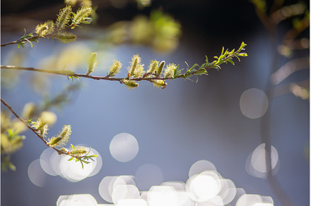 Pussy willow branch close-up on a, a Nature Photo by Northern Life