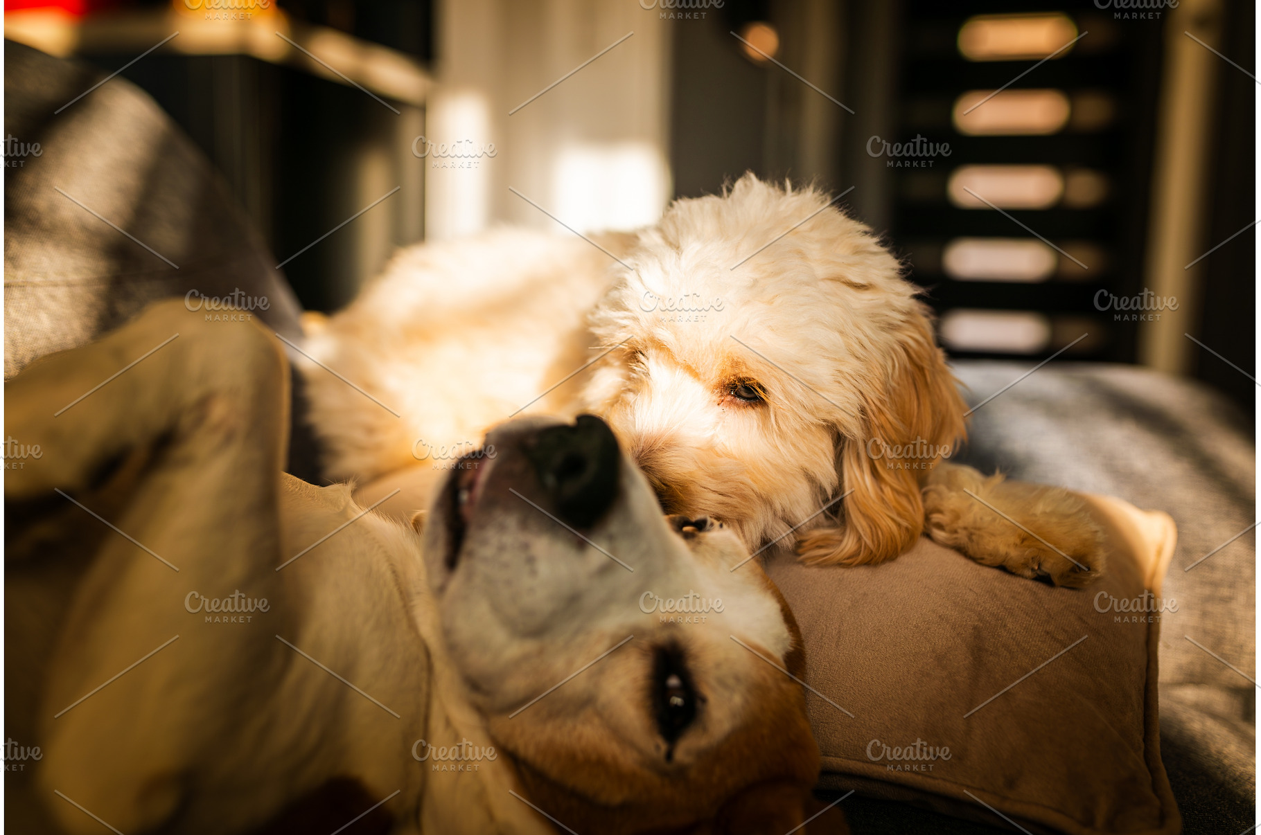 Maltipoo and Beagle Dogs Sharing a, an Animal Photo by MadPhotos