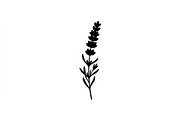 Lavender Flower Silhouette Set, an Object Graphic by Designer_Momina (Thumbnail 2 of 3)