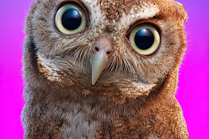Close-up of a brown owl with wide eyes against a vibrant purple, an Animal Photo by Ales Munt