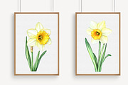 Watercolor Daffodils Clipart, an Illustration by Libby Wishes (Thumbnail 4 of 7)