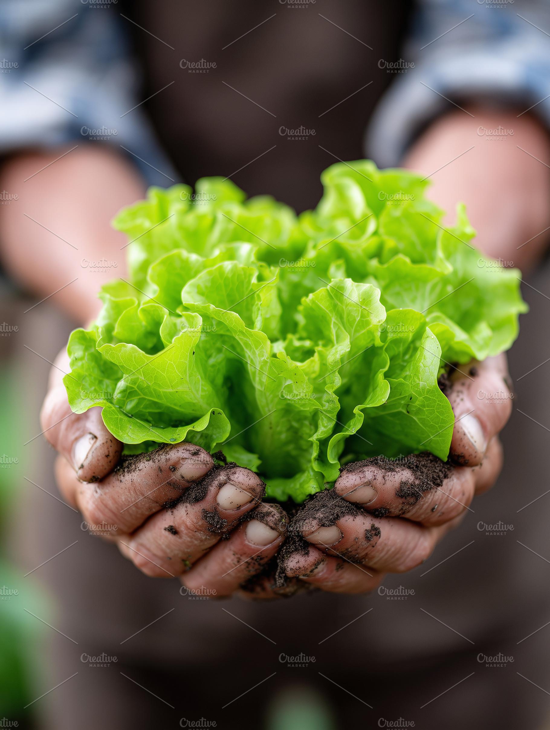 Fresh organic green lettuce held in, a Food & Drink Photo by MistyDay