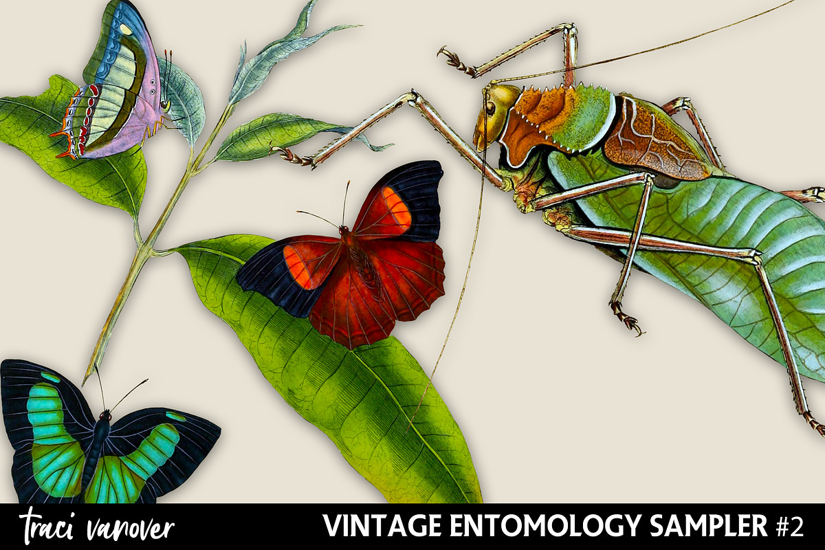 Vintage Entomology Clipart Sampler 2, an Illustration by ephemoire (Photo 2 of 2)
