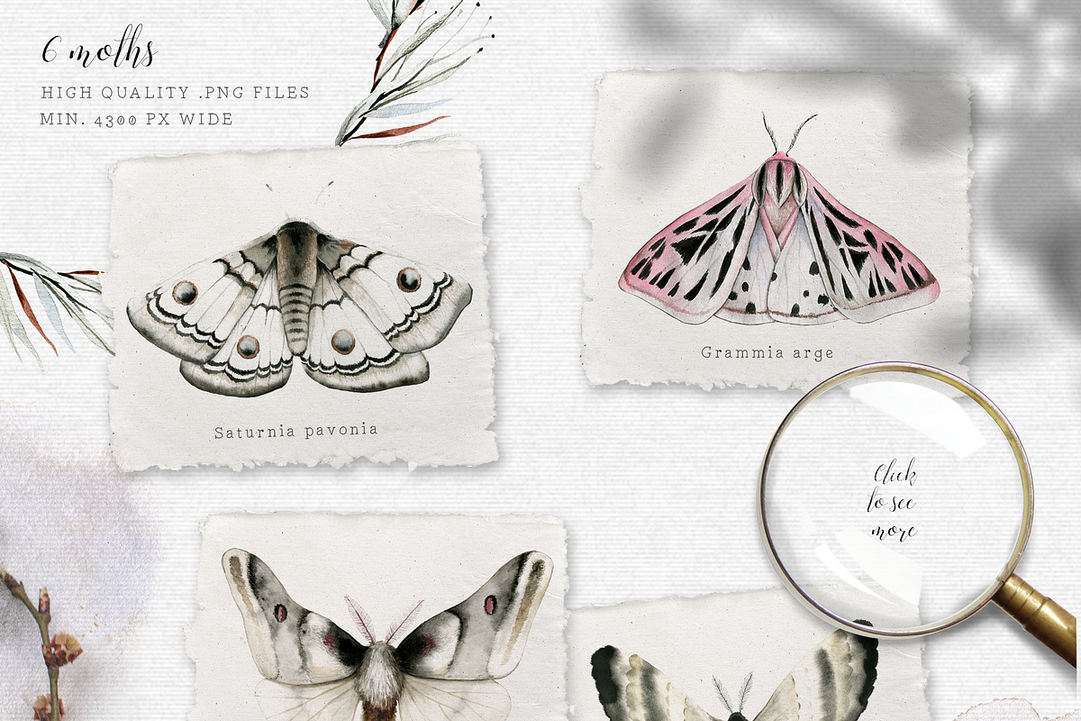 Mavra. Watercolor graphic set, a Decorative Illustration by Bibela (Photo 2 of 14)