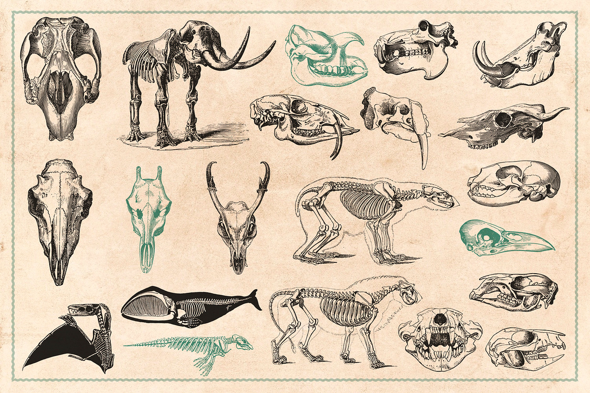 125 Vintage Animal Bones (Vector), an Animal Illustration by Brigantine Designs (Photo 5 of 9)