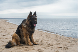 German Shepherd Dog on the beach at