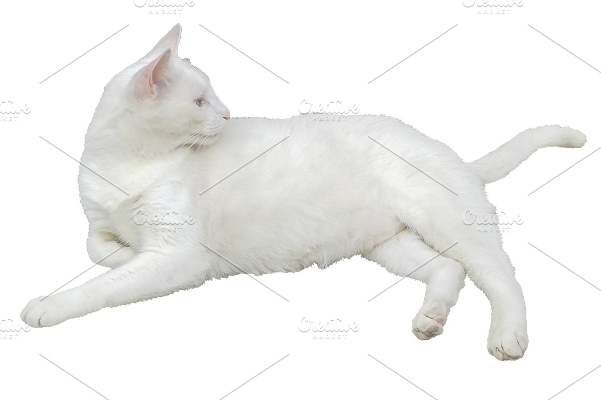 White cat resting isolated photo, an Animal Photo by DanFLCreativo (Photo 2 of 2)