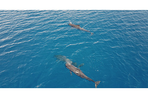 Two pilot whales swimming in blue, an Animal Photo by Goinyk