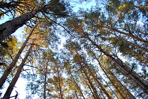 Pine trees featuring pine, tree, and wood