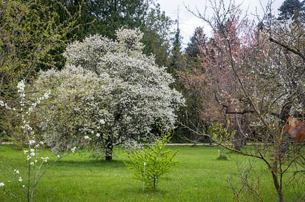 White blossoming tree