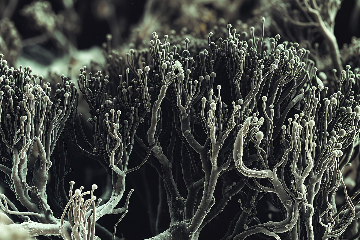 72 Microscopic Fungi Backgrounds, a Background Graphic by h.utomo (Photo 57 of 72)
