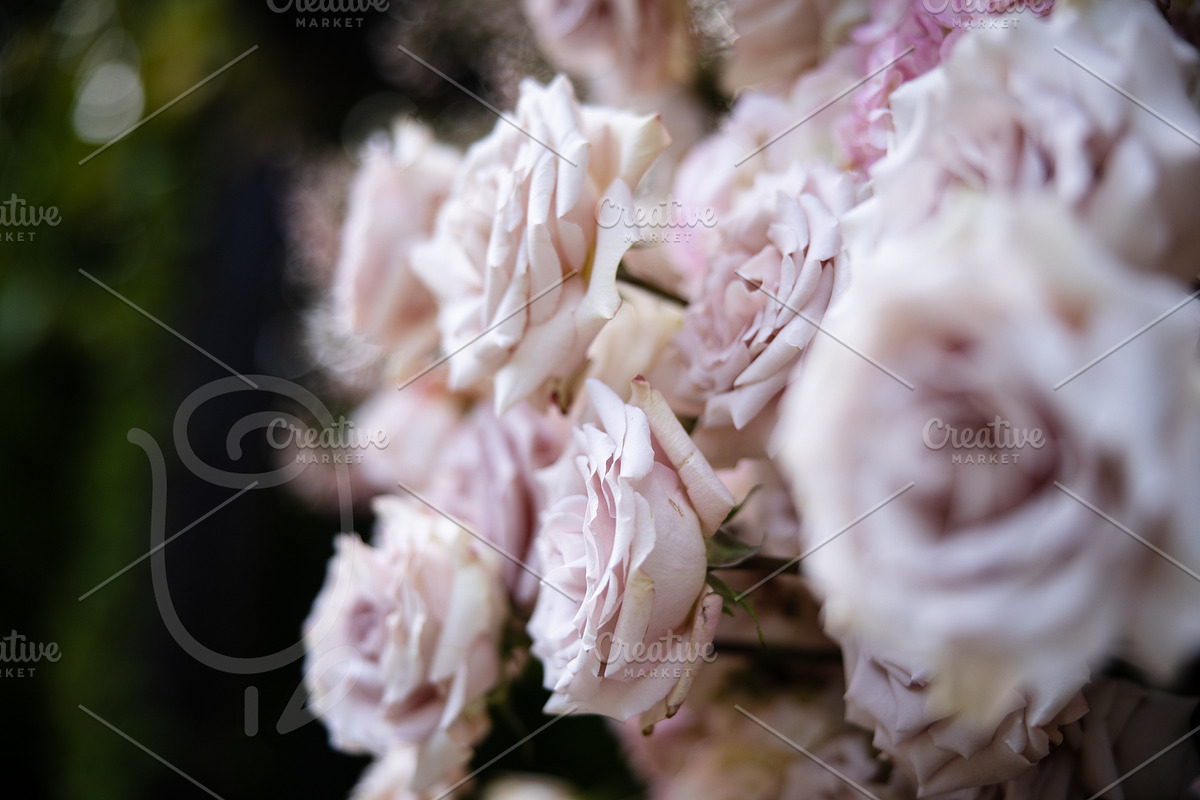 A Garden of Roses | Wedding, Events, a Nature Photo by Farewell (Photo 39 of 41)