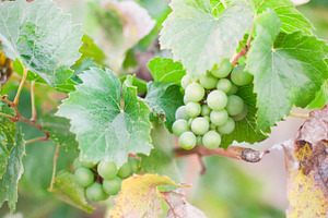 White Wine Grapes on the Vine