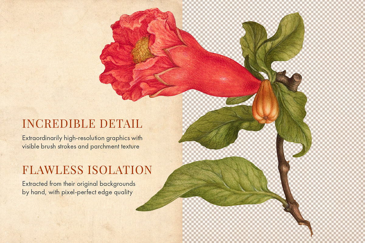 80 Vintage Nature Illustrations, an Object Graphic by The Object Atlas (Photo 10 of 11)