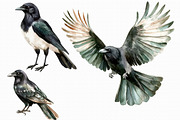 Raven watercolor clipart, an Illustration by Libby Wishes (Thumbnail 2 of 4)