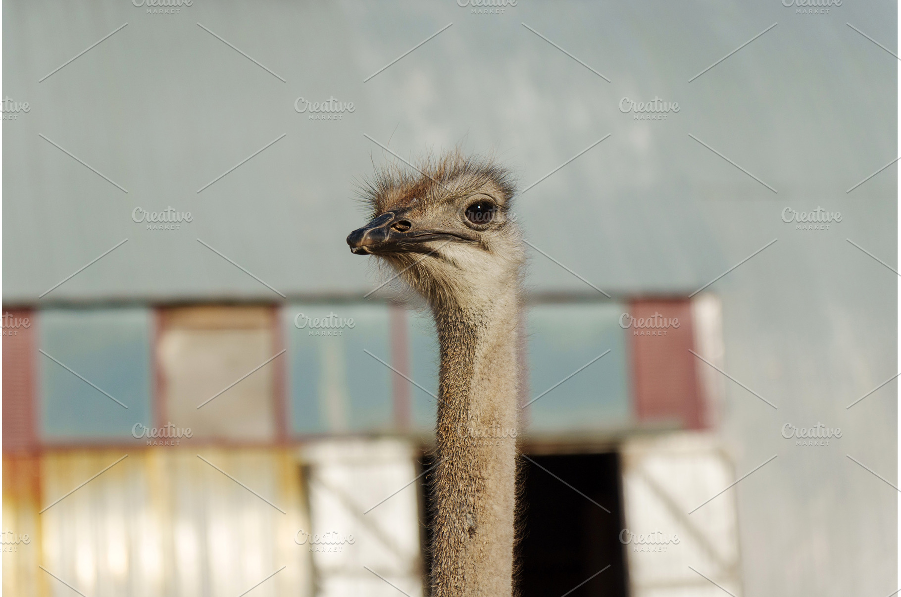 Ostrich gazes curiously at the, an Animal Photo by darksoul72